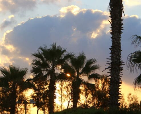 Sunnylands Center & Gardens