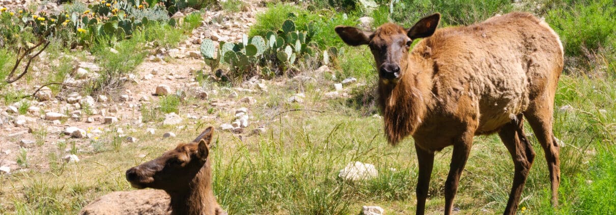 The Living Desert Zoo and Gardens